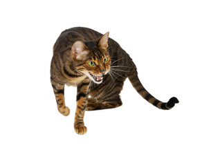 Aggression cat breed Toyger hisses. © Nataliia Pyzhova