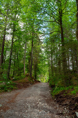 Hiking path through a forest on a sunny day - pure nature