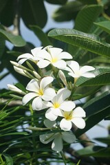 Obraz na płótnie Canvas white plumeria flower in nature garden
