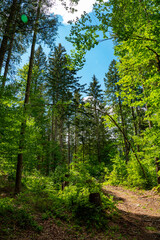 Hiking path through a forest on a sunny day - pure nature