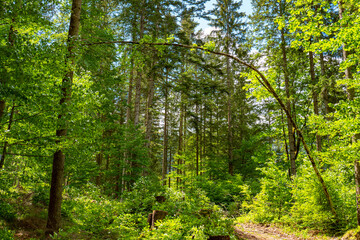 Hiking path through a forest on a sunny day - pure nature