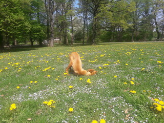 Vizsla verpielt auf der Wiese