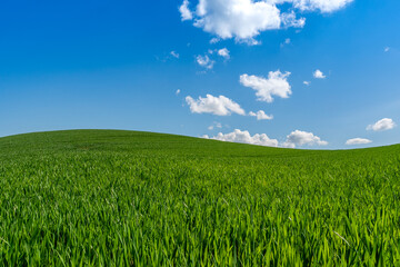 A beautiful summer landscape of the hills. Wheat field  with white clouds and blue sky.