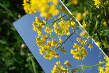 abstraction. the mirror displays the sky and yellow flowers - 355471320