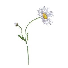 Illustration of realistic white garden chamomile. Colorful summer bloom flower on stem with bud and leaves . Watercolor hand painted isolated elements on white background.