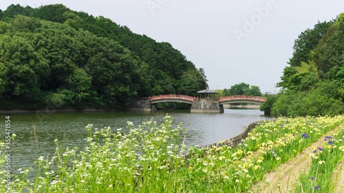 ハナショウブ タイムラプス 香川県亀鶴公園 Wall Mural Kozo