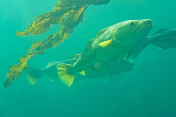 Cod fish and seaweed under water, Norway