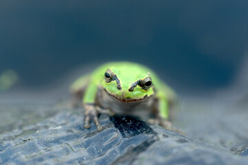 This manみたいな顔の蛙