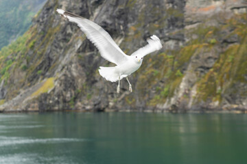 White seagull flying in Sognefjord, Norway
