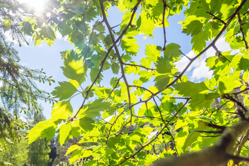 Fresh young foliage on tree in summer spring sunny day, rays of sun make their way through leaves.