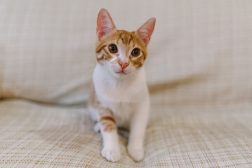 Photo of a cat laying down.