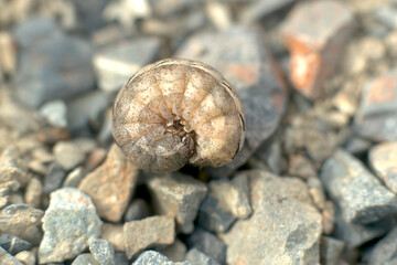 芋虫