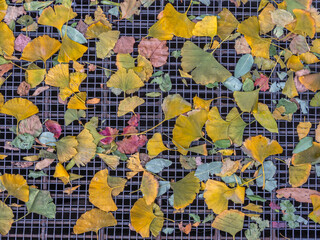 Fototapeta premium Autumn leaves in forest