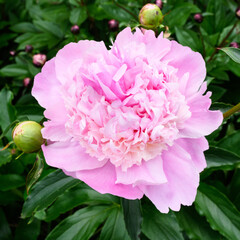 My Neighbor's Pink Peony