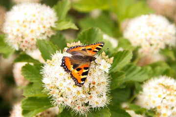orange butterfly on white blooming tree