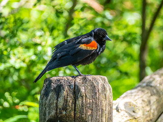 red-winged blackbird ,Agelaius phoeniceus