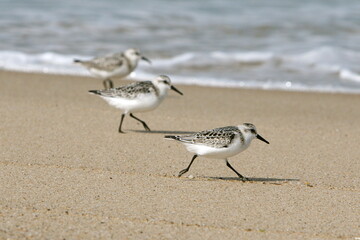 Three Sanderlings Running at the Water's Edge at Chatham, Cape Cod