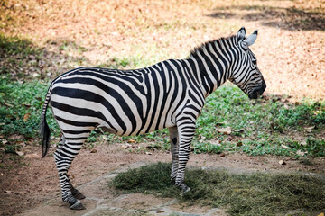 Fototapeta na wymiar single black and white young zebra eats green beveled grass in open aviary