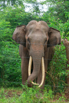 The Elephant