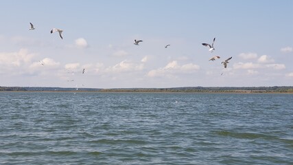 seagulls in flight