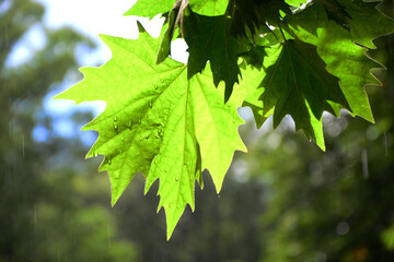 green maple leaves