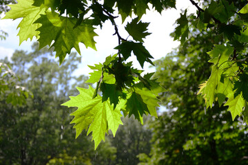 green leaves in the forest