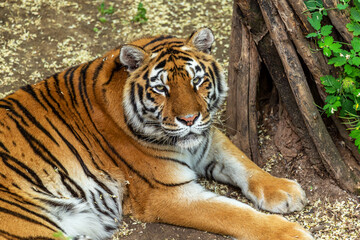 Fototapeta na wymiar Siberian tiger (Panthera tigris tigris) is also called the Amur tiger (Panthera tigris altaica) in the aviary of the zoo. Dangerous mammal is a predatory animal in the taiga. Big wild cat