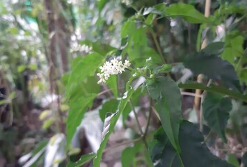 white flower and green leaf