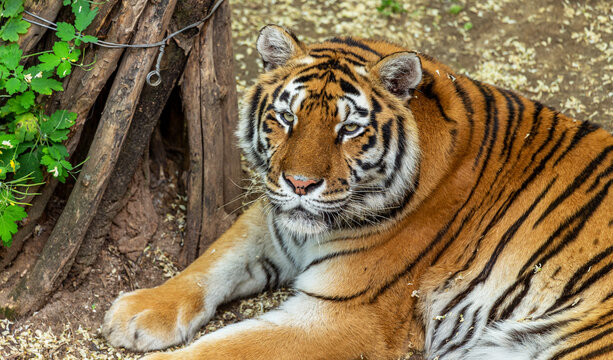 Siberian tiger (Panthera tigris tigris) is also called the Amur tiger (Panthera tigris altaica) in the aviary of the zoo. Dangerous mammal is a predatory animal in the taiga. Big wild cat