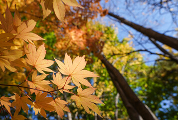 Beautiful yellow maple leaf tree in autumn season at Hokkaido, Japan