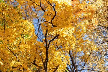 Beautiful yellow maple leaf tree in autumn season at Hokkaido, Japan