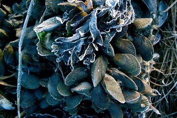 Mussels, Seaweed, and Frost