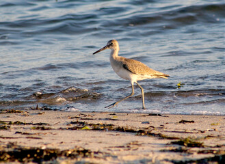 A Sanderling Shore Bird at the Ocean on Cape Cod