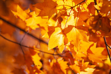 Fototapeta na wymiar Beautiful yellow maple leaf tree in autumn season at Hokkaido, Japan