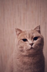 Domestic cat portrait. Head of cat. Scottish lop-ear cat Plyuha. Home portrait cat. Blurred background, blurred foreground.