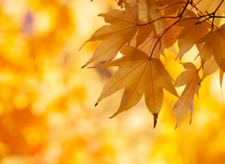 Naklejka na ściany i meble Beautiful yellow maple leaf tree in autumn season at Hokkaido, Japan