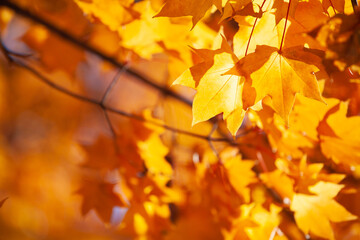 Naklejka na ściany i meble Beautiful yellow maple leaf tree in autumn season at Hokkaido, Japan