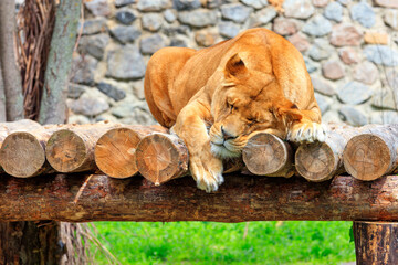 A lioness sleeps peacefully on a platform of wooden logs on a blurred background of a stone wall and green grass.