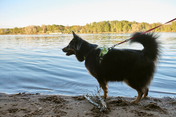  dog on a leash near the river - 355474165