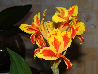 bouquet of orange lilies