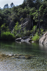 Fototapeta premium pot d'eau cristalline de la rivière solenzara dans un écrin de verdure, de sapin, de forêt et rochers dans un clair-obscur de crépuscule