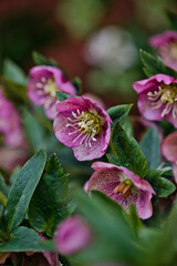 pink and purple hellebore flowers in the garden