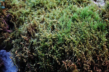moss live composition grown in a greenhouse. Moss formed as if the forest in miniature