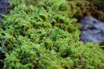 moss live composition grown in a greenhouse. Moss formed as if the forest in miniature