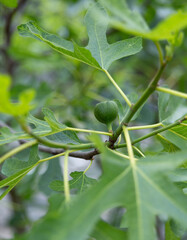 Unripe Green Figs Fruits On Fig Tree