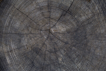 Fototapeta premium Dark wood texture background. Old natural wood.