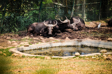 three big adult brown buffalos sleeping in group next to small green pond