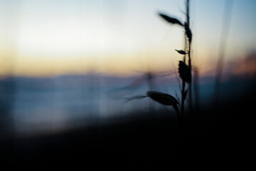grass blows in the wind on the beach during sunset