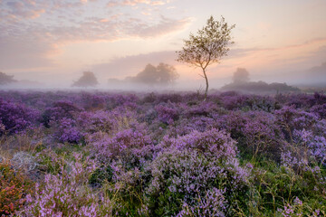 Westleton Heather