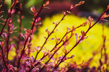 autumn leaves in the sun